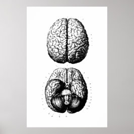 Póster Poster de Ilustracion de anatomía cerebral