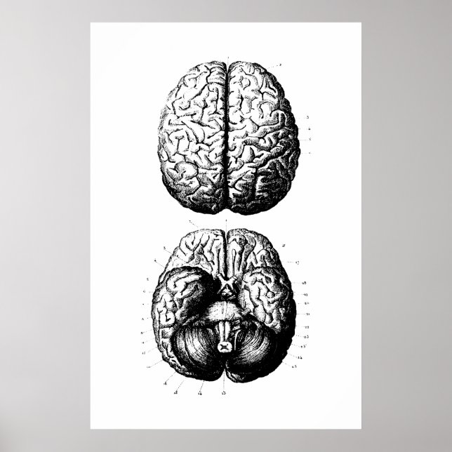 Póster Poster de Ilustracion de anatomía cerebral (Frente)