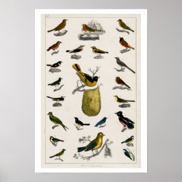 Póster Poster DE ILUSTRACION DE AVES DE VENTAJA 1820