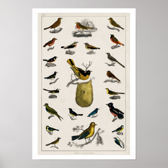 Póster Poster DE ILUSTRACION DE AVES DE VENTAJA 1820 (Frente)