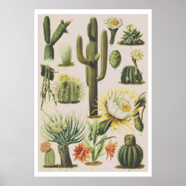 Póster Poster de Ilustracion de Cactus Botánico Vintage