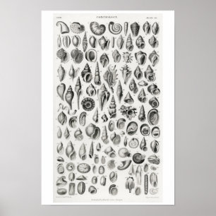 Póster Poster DE ILUSTRACION DE CONCHOLOGÍA DE VINTAGE