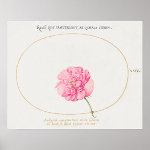 Póster Poster de Ilustracion de flores de época