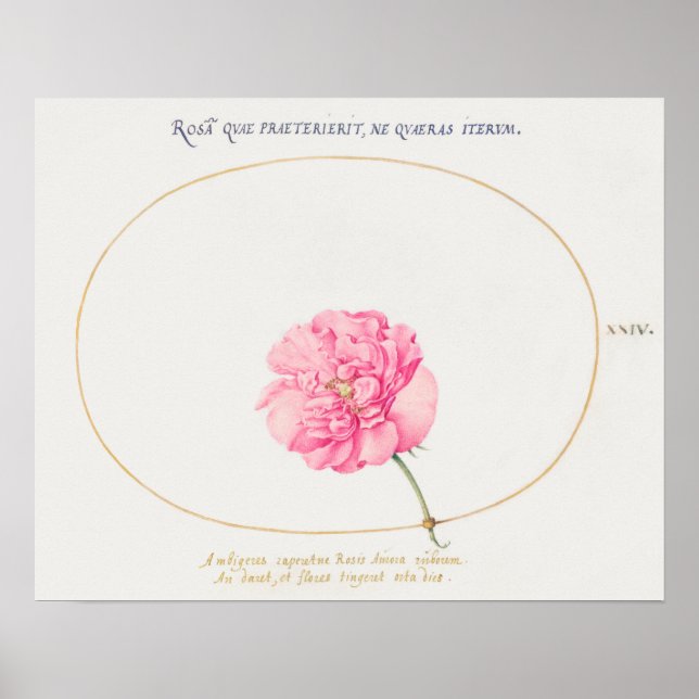 Póster Poster de Ilustracion de flores de época (Frente)