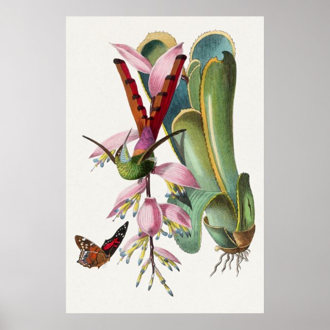 Póster Poster de Ilustracion de Hummingbird (Frente)
