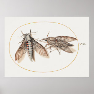 Póster Poster de Ilustracion de insectos de época
