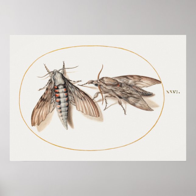Póster Poster de Ilustracion de insectos de época (Frente)