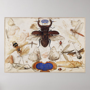 Póster Poster de Ilustracion de insectos de época