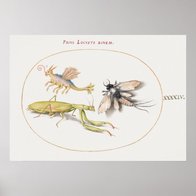 Póster Poster de Ilustracion de insectos de época (Frente)