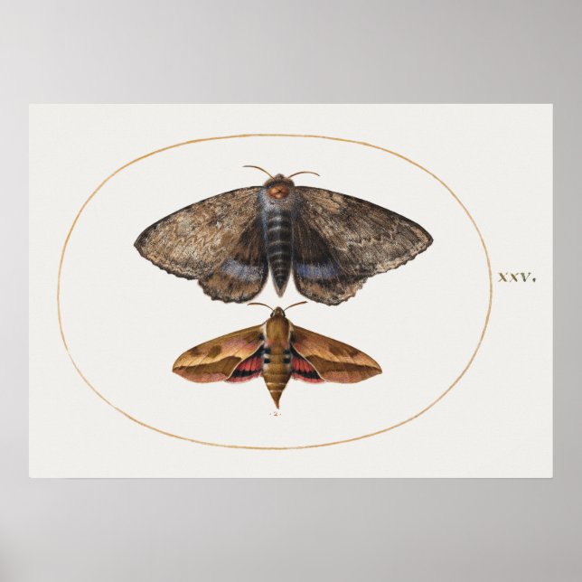 Póster Poster de Ilustracion de insectos de época (Frente)