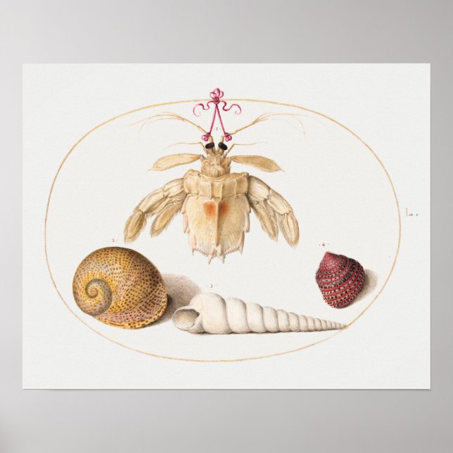 Póster Poster de Ilustracion de la Vida Marina de los Vin (Frente)