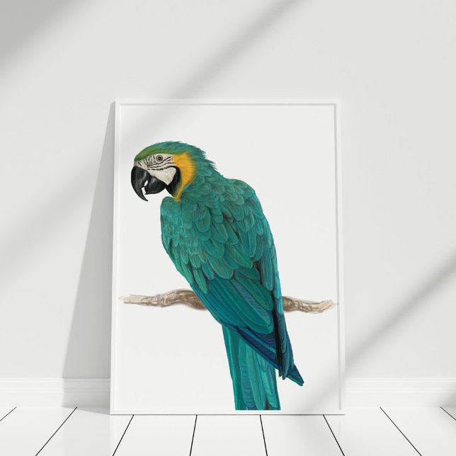 Póster Poster de Ilustracion de Macao Azul Tropical (Tropical Blue Macaw Illustration Poster in white frame on white wooden floor.)