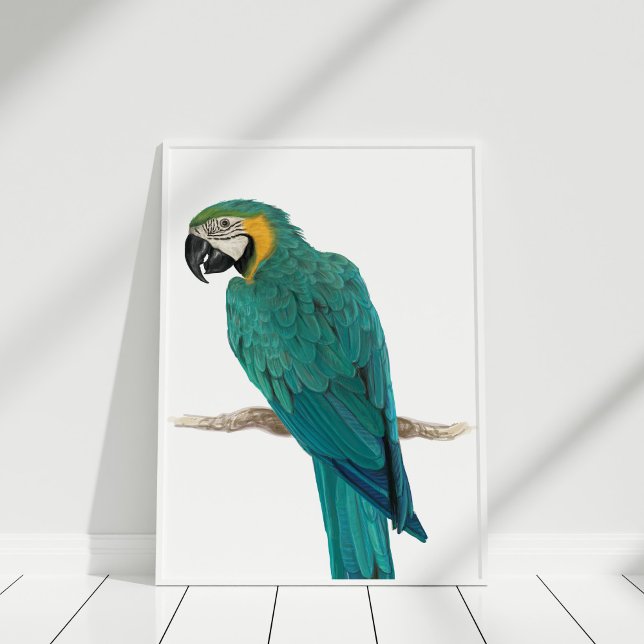 Póster Poster de Ilustracion de mano dibujada con azul tr (Tropical Blue Macaw Hand Drawn Illustration Poster in white frame on white wooden floor.)