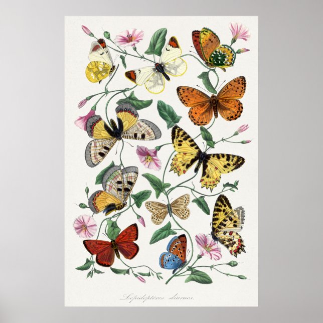 Póster Poster de Ilustracion de mariposa (Frente)
