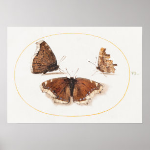 Póster Poster de Ilustracion de mariposa