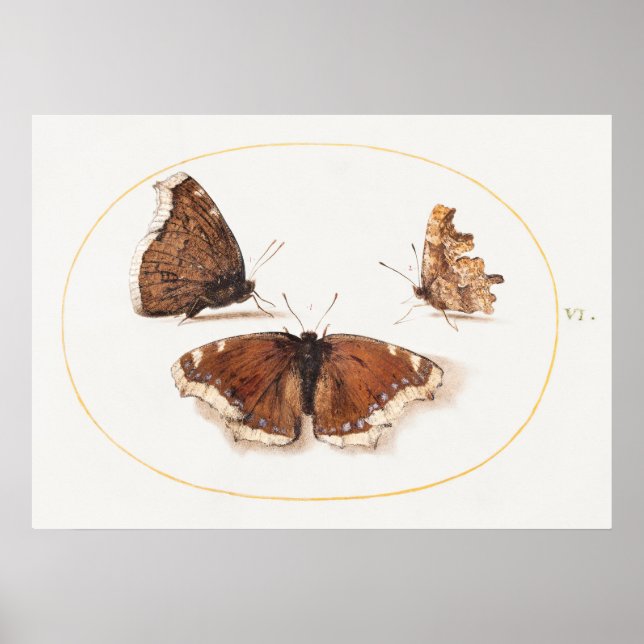 Póster Poster de Ilustracion de mariposa (Frente)