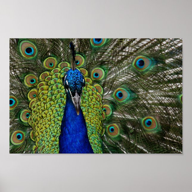 Póster Poster de Ilustracion de Peacock (Frente)