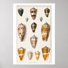Póster Poster DE ILUSTRACION DE VINTAGE SHELLS