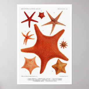 Póster Poster DE ILUSTRACION DE VINTAGE STARFISH