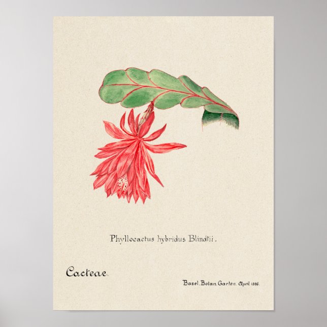 Póster Poster de Ilustracion de Vintage Succulum (Frente)