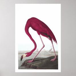 Póster Poster de Ilustracion Flamingo de Estados Unidos