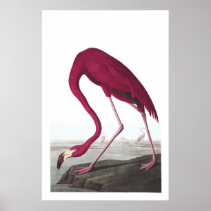 Póster Poster de Ilustracion Flamingo de Estados Unidos