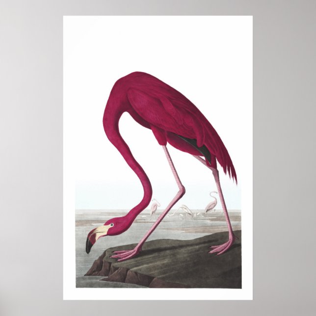 Póster Poster de Ilustracion Flamingo de Estados Unidos (Frente)