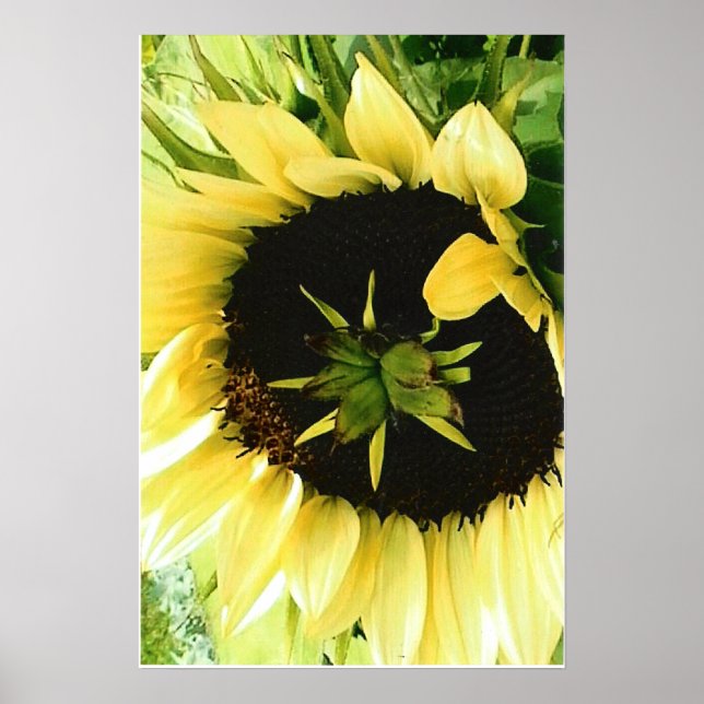 Póster Poster de imágenes de girasol (Frente)