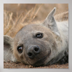 Póster Poster de imágenes de Hyena