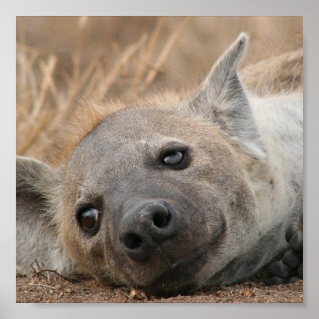 Póster Poster de imágenes de Hyena (Frente)