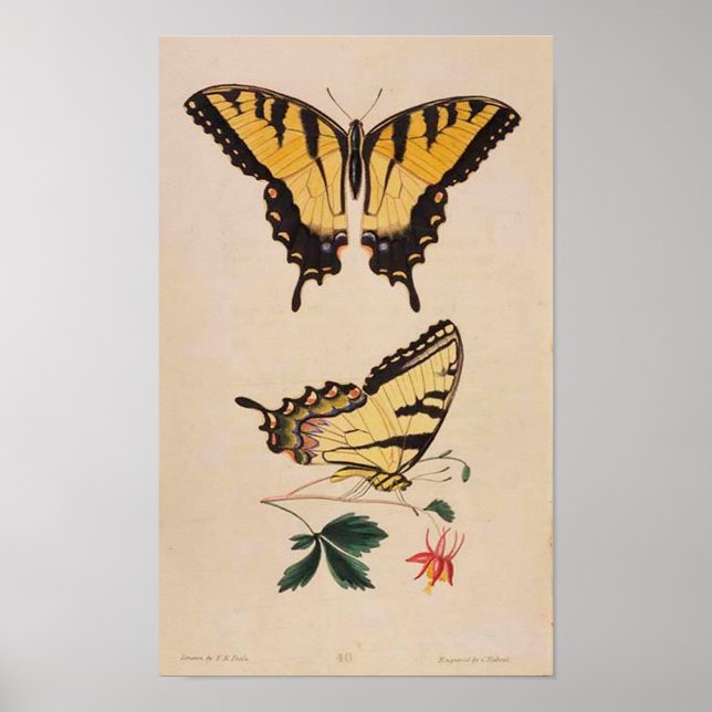 Póster Poster de imágenes de mariposa de época (Frente)