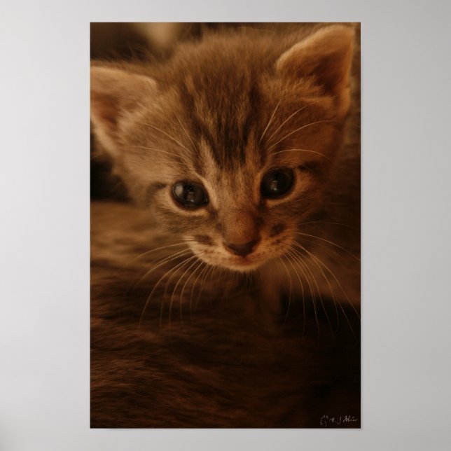 Póster Poster de inocencia (Frente)