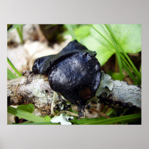 Póster Poster de Inquinans de Bulgaria