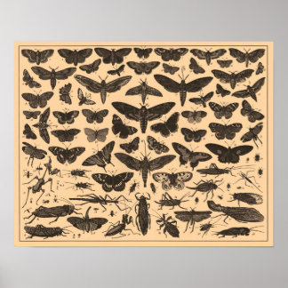 Póster Poster de insectos vintage