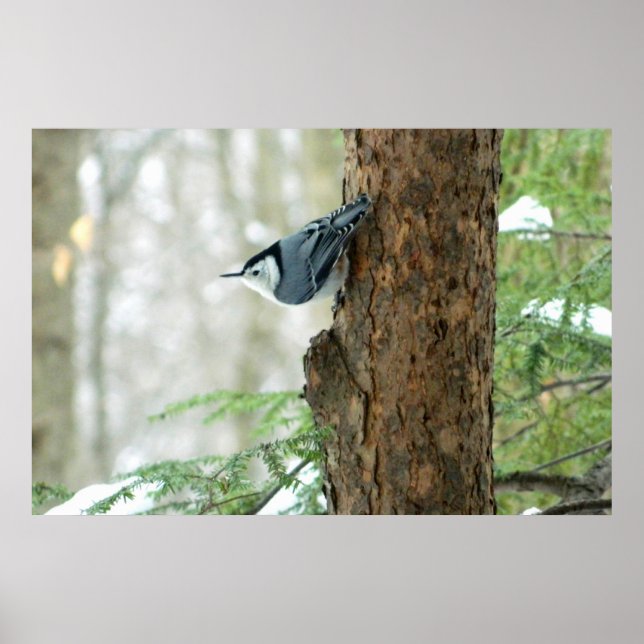 Póster Poster de invierno de nuthatch con pechuga blanca (Frente)
