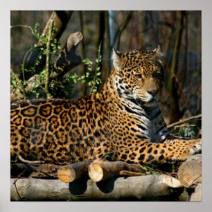 Póster Poster de Jaguar del Panthera