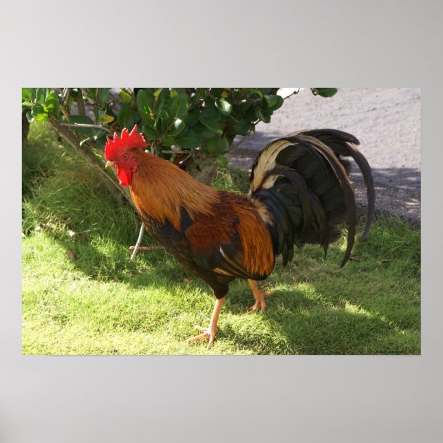 Póster Poster de Kauai Rooster (Frente)