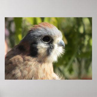 Póster Poster de Kestrel