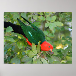 Póster Poster de King Parrot