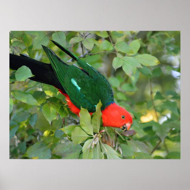 Póster Poster de King Parrot (Frente)