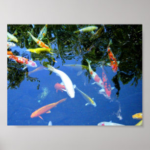 Póster Poster de Koi