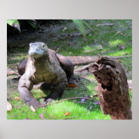 Poster de Komodo Dragon (0606)
