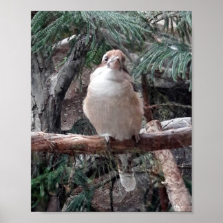 Póster Poster de Kookaburra