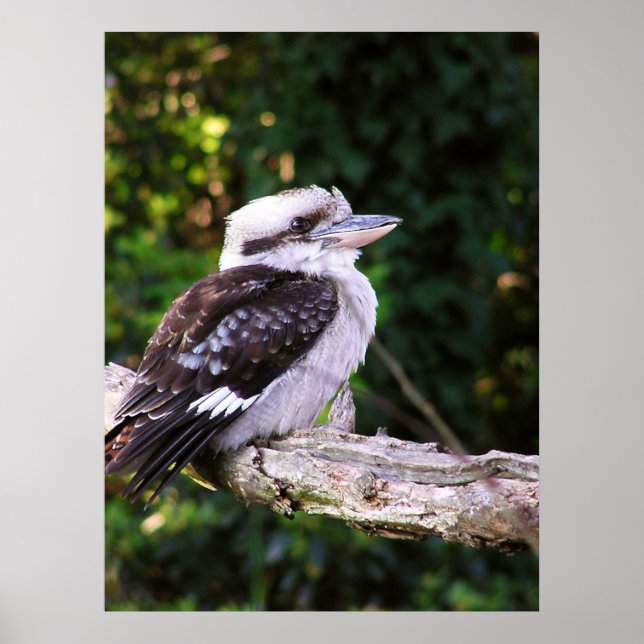 Póster Poster de Kookaburra (Frente)