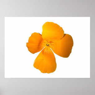 Póster Poster de la amapola de California