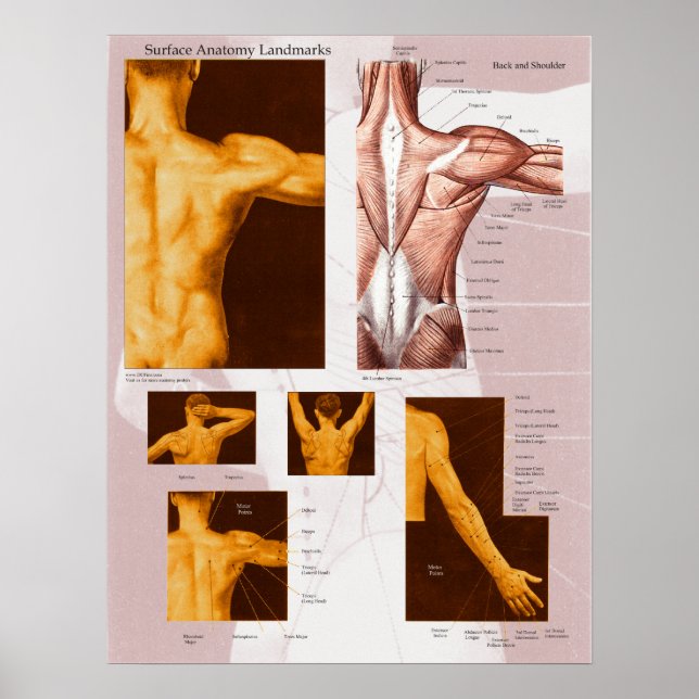 Póster Poster de la anatomía de la superficie muscular ha (Frente)