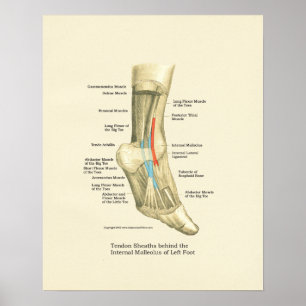 Póster Poster de la anatomía de los tendones del pie y
