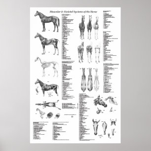 Póster Poster de la anatomía del caballo esquelético y