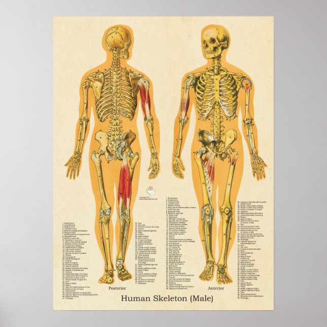 Póster Poster de la anatomía esquelética humana macho (Frente)