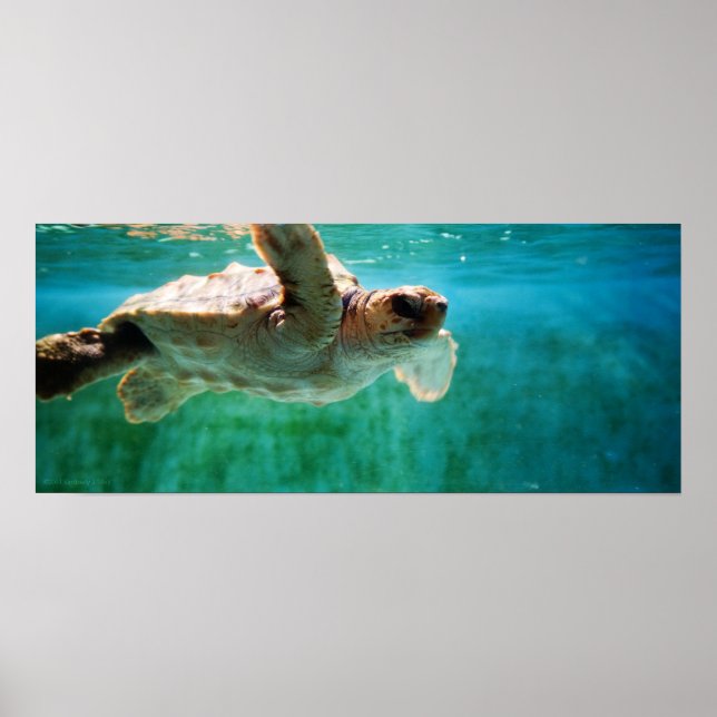 Póster Poster de la cabeza de registro #1 (Frente)